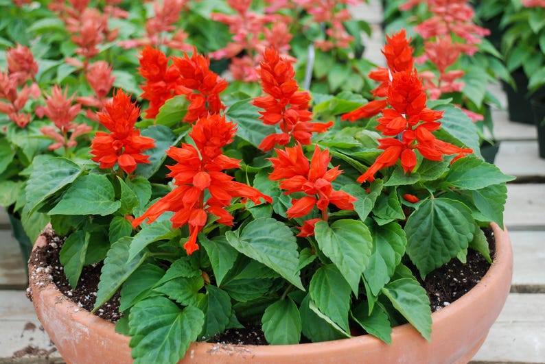 Pu&ograve; includere: Un vaso in terracotta riempito con vivaci fiori di salvia rossa e foglie verde brillante. La pianta presenta molteplici spighe erette di fiori rossi tubolari che si innalzano sopra un fogliame denso e seghettato.