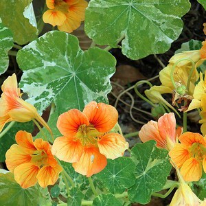 20+ Kapuzinerkresse-Alaska-Mischung (Tropaeolum majus, Kapuzinerkresseblüte, Gartenpflanze) Bild 5