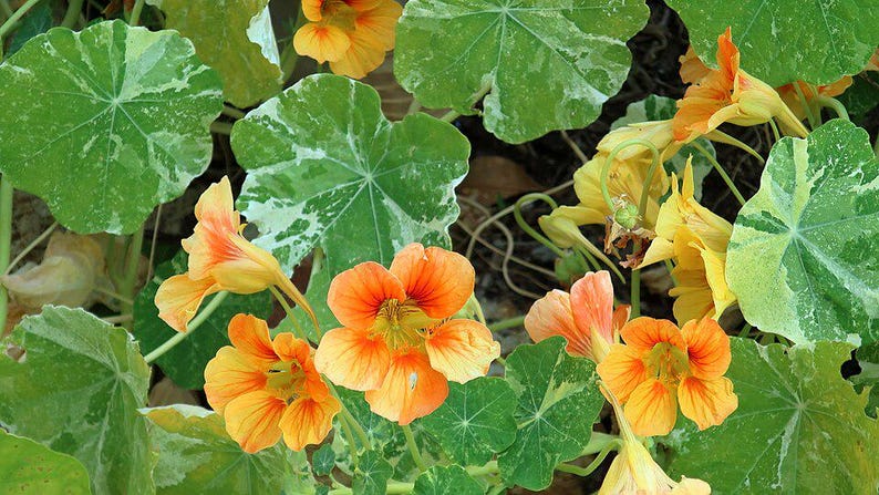 20+ Kapuzinerkresse-Alaska-Mischung (Tropaeolum majus, Kapuzinerkresseblüte, Gartenpflanze) Bild 5