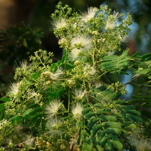 30-60 Svarta Sirisfrön, Albizia Odoratissima, Doftande Albizia, Svart Siristräd, Tropiska Trädfrön bild 2