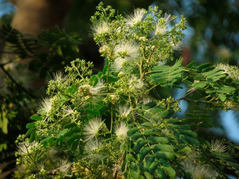 30-60 Svarta Sirisfrön, Albizia Odoratissima, Doftande Albizia, Svart Siristräd, Tropiska Trädfrön bild 2