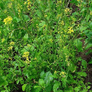 Puede incluir: Un grupo de plantas de mostaza con flores amarillas vibrantes y hojas verdes dentadas. Los tallos delgados y erguidos crecen en una formaci&oacute;n densa, con peque&ntilde;as flores dispersas por todo el follaje, creando un aspecto natural y texturizado.