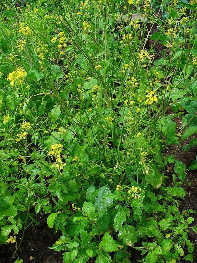 Puede incluir: Un grupo de plantas de mostaza con flores amarillas vibrantes y hojas verdes dentadas. Los tallos delgados y erguidos crecen en una formaci&oacute;n densa, con peque&ntilde;as flores dispersas por todo el follaje, creando un aspecto natural y texturizado.
