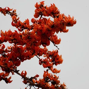 10-20 Flame of the Forest Seeds, Butea Monosperma, Palash, Bastard Teak, Parrot Tree, Bengal Kino, Tropical Flowering Tree Seeds image 3