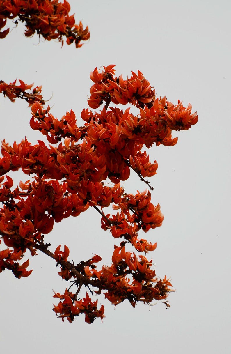 10-20 Flame of the Forest Seeds, Butea Monosperma, Palash, Bastard Teak, Parrot Tree, Bengal Kino, Tropical Flowering Tree Seeds image 3
