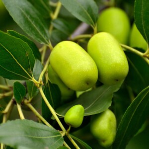 K&ouml;nnte beinhalten: Eine Ansammlung glatter, hellgr&uuml;ner Jujube-Fr&uuml;chte, die an einem Zweig mit leuchtend gr&uuml;nen Bl&auml;ttern h&auml;ngen. Die ovalen Fr&uuml;chte weisen feine wei&szlig;e Sprenkel auf ihrer Schale auf und sind an d&uuml;nnen, hellen Stielen inmitten des dichten Laubs befestigt.