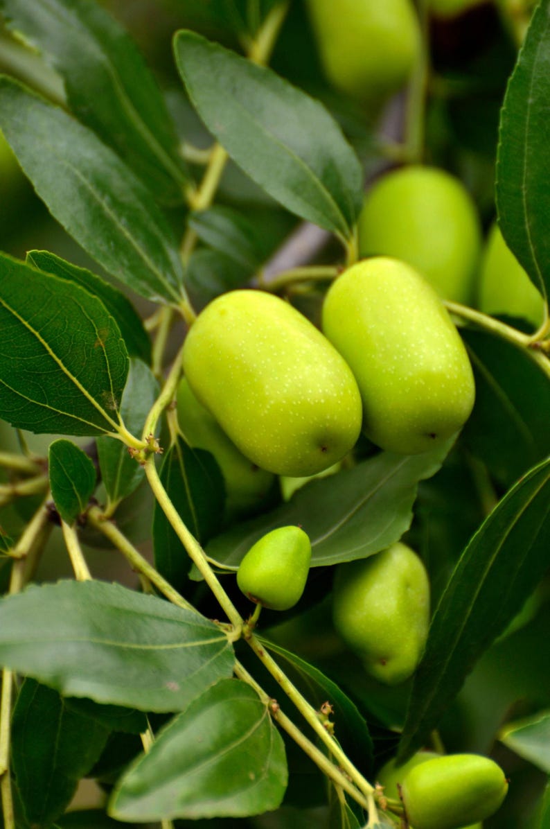 K&ouml;nnte beinhalten: Eine Ansammlung glatter, hellgr&uuml;ner Jujube-Fr&uuml;chte, die an einem Zweig mit leuchtend gr&uuml;nen Bl&auml;ttern h&auml;ngen. Die ovalen Fr&uuml;chte weisen feine wei&szlig;e Sprenkel auf ihrer Schale auf und sind an d&uuml;nnen, hellen Stielen inmitten des dichten Laubs befestigt.