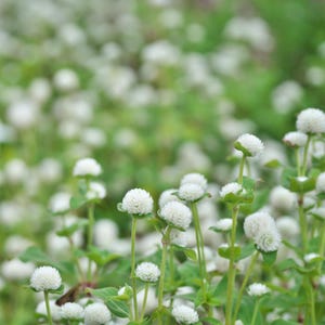 100+ Gomphrena Mixed Color Seeds, Globe Flower Mix, Garden Flower image 10