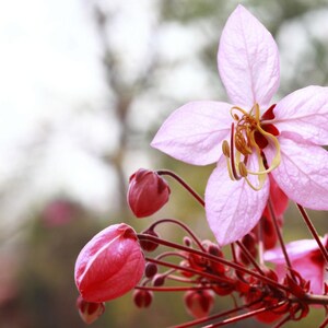 Puede incluir: Un grupo de flores de color rosa p&aacute;lido con cinco p&eacute;talos delicados y estambres amarillos prominentes. Varios capullos de color magenta intenso est&aacute;n unidos a tallos delgados de color marr&oacute;n rojizo, mostrando varias etapas de floraci&oacute;n.