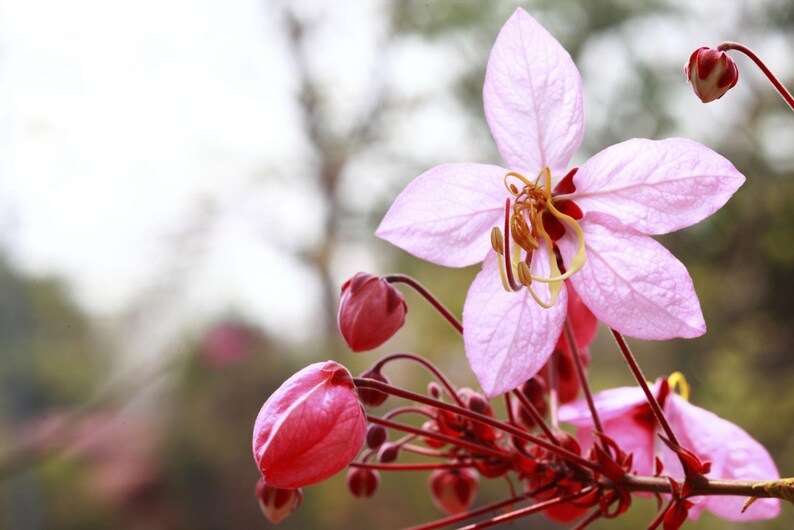 Puede incluir: Un grupo de flores de color rosa p&aacute;lido con cinco p&eacute;talos delicados y estambres amarillos prominentes. Varios capullos de color magenta intenso est&aacute;n unidos a tallos delgados de color marr&oacute;n rojizo, mostrando varias etapas de floraci&oacute;n.