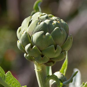 30+ Samen der Grünen Artischocke (Cynara scolymus, Grüne Artischocke, Grüne Knospen) Bild 3
