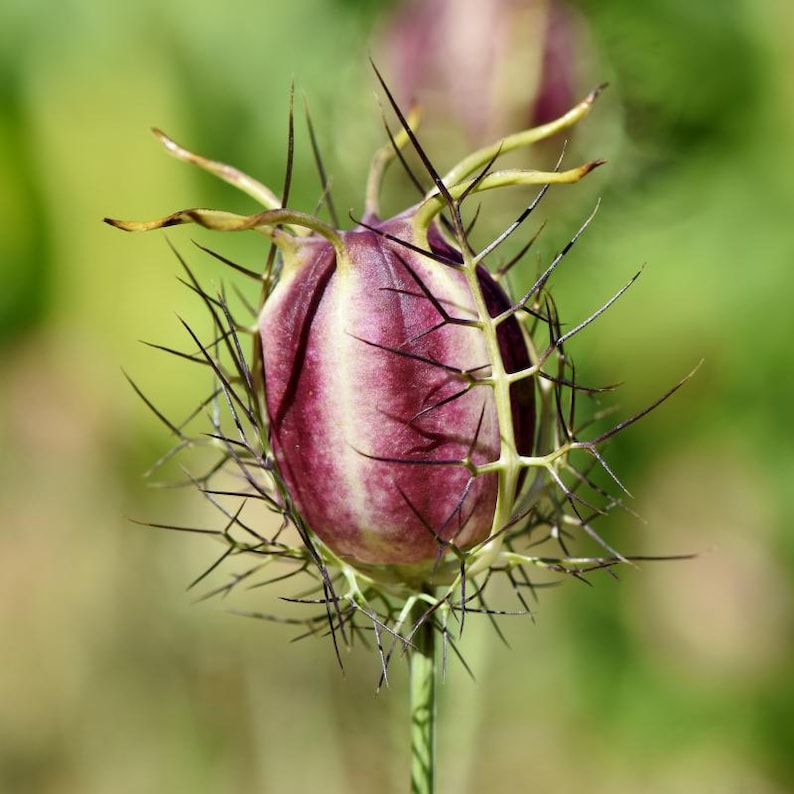 30-300 zwarte komijnzaadjes, Nigella sativa, Kalonji aromatisch kruid afbeelding 8