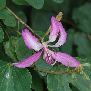15-30 Purple Orchid Tree Seeds, Bauhinia Purpurea, Kachnar, Butterfly Tree, Camel's Foot, Tropical Flowering Tree Seeds image 5