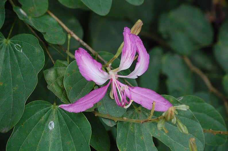 15-30 Purple Orchid Tree Seeds, Bauhinia Purpurea, Kachnar, Butterfly Tree, Camel's Foot, Tropical Flowering Tree Seeds image 5