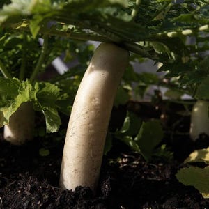 Op de afbeelding: Een witte daikon-radijs groeit in donkere aarde met groene bladeren die uit de basis komen. De cilindervormige wortelgroente is gedeeltelijk zichtbaar boven de grond en toont een gladde, bleke schil met subtiele natuurlijke markeringen.