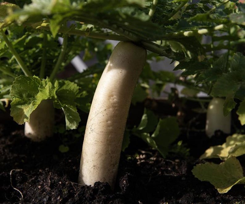 Op de afbeelding: Een witte daikon-radijs groeit in donkere aarde met groene bladeren die uit de basis komen. De cilindervormige wortelgroente is gedeeltelijk zichtbaar boven de grond en toont een gladde, bleke schil met subtiele natuurlijke markeringen.