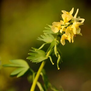 30-60 Golden Corydalis Seeds, Corydalis aurea, Golden Smoke Wildflower, Yellow Blooms image 9