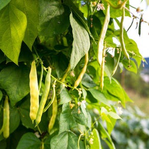 10+ Roshni-Bohnensamen (Phaseolus vulgaris, Buschbohne, Indische grüne Bohne) Bild 7