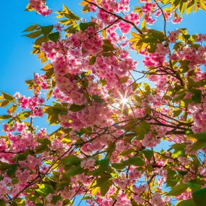 5-10 semillas de cerezo japonés, Prunus serrulata, árbol de flor de sakura. imagen 1