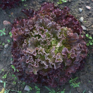 ロロロッサレタスの種100粒以上、学名：Lactuca sativa、レッドリーフレタス、カーリーレタス 画像 2