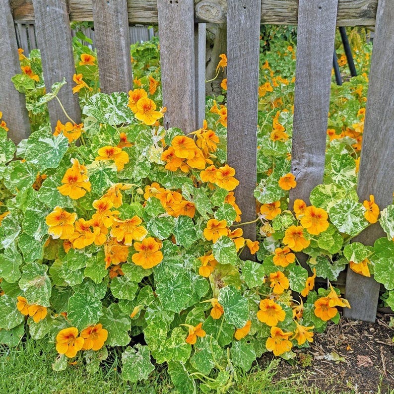 K&ouml;nnte beinhalten: Eine leuchtende Kapuzinerkresse mit zahlreichen hellorangen Bl&uuml;ten und panaschierten gr&uuml;n-cremefarbenen Bl&auml;ttern. Die Pflanze w&auml;chst dicht vor einem verwitterten grauen Holzzaun, wobei sich St&auml;ngel und Laub nach oben hin ausbreiten.