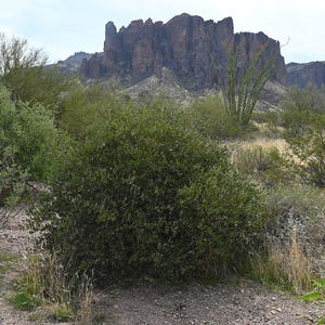 5-10 Jojoba Seeds, Simmondsia Chinensis, Jojoba Plant, Jojoba Shrub, Desert Oilseed Plant Seeds image 5