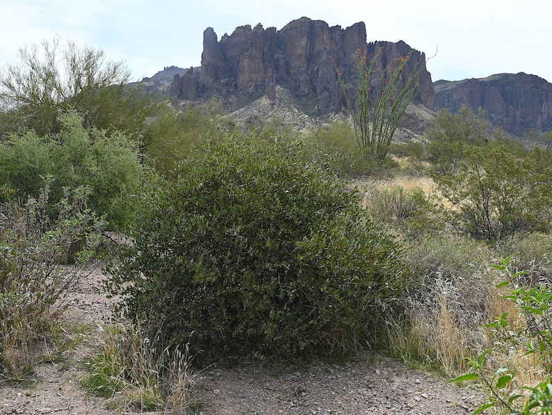 5-10 Jojoba Seeds, Simmondsia Chinensis, Jojoba Plant, Jojoba Shrub, Desert Oilseed Plant Seeds image 5