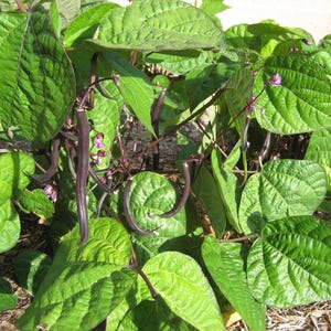 Peut inclure: Un plant de haricots verts avec des feuilles vertes larges et textur&eacute;es, ainsi que plusieurs gousses de haricots longues, fines et violet fonc&eacute; suspendues &agrave; des tiges minces, parmi de petites fleurs violettes d&eacute;licates.