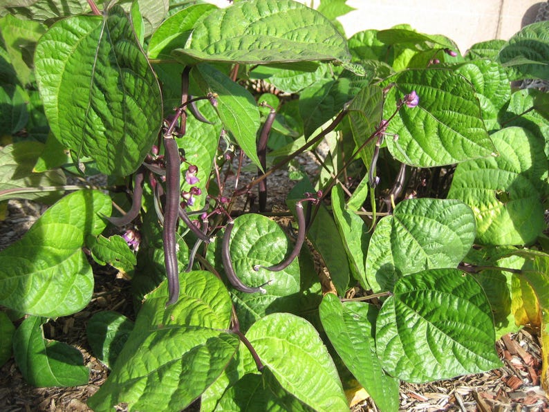 Peut inclure: Un plant de haricots verts avec des feuilles vertes larges et textur&eacute;es, ainsi que plusieurs gousses de haricots longues, fines et violet fonc&eacute; suspendues &agrave; des tiges minces, parmi de petites fleurs violettes d&eacute;licates.