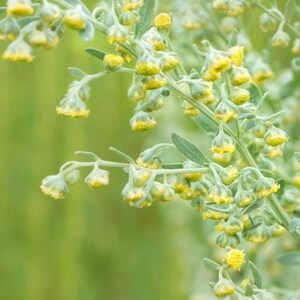100-500 Wormwood Seeds, Artemisia absinthium, Silver Aromatic Herb image 3
