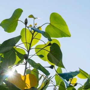 10-30 Portia Tree Seeds, Thespesia Populnea, Indian Tulip Tree, Milo, Pacific Rosewood image 10