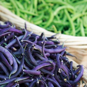 10-30 Purple Pod Bean Seeds, Phaseolus vulgaris, Fiery Violet Pods, Purple French Beans image 6