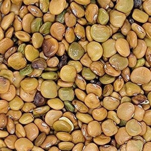 Pu&ograve; includere: Una raccolta di semi di lupino essiccati caratterizzati da una variet&agrave; di toni terrosi, tra cui sfumature di marrone chiaro, beige, verde oliva e marrone scuro. Ogni seme ha una forma liscia, arrotondata e leggermente appiattita con un ilo bianco.