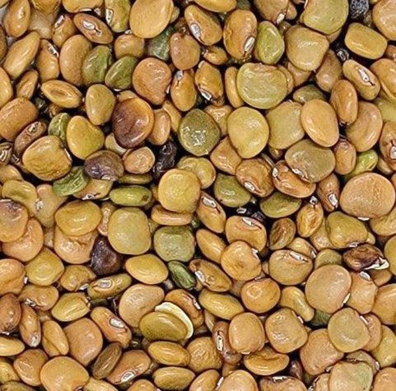 Pu&ograve; includere: Una raccolta di semi di lupino essiccati caratterizzati da una variet&agrave; di toni terrosi, tra cui sfumature di marrone chiaro, beige, verde oliva e marrone scuro. Ogni seme ha una forma liscia, arrotondata e leggermente appiattita con un ilo bianco.