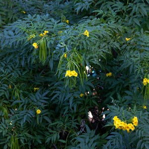60-300 semi di sambuco giallo, Tecoma stans, campanule gialle, arbusto fiorito immagine 5
