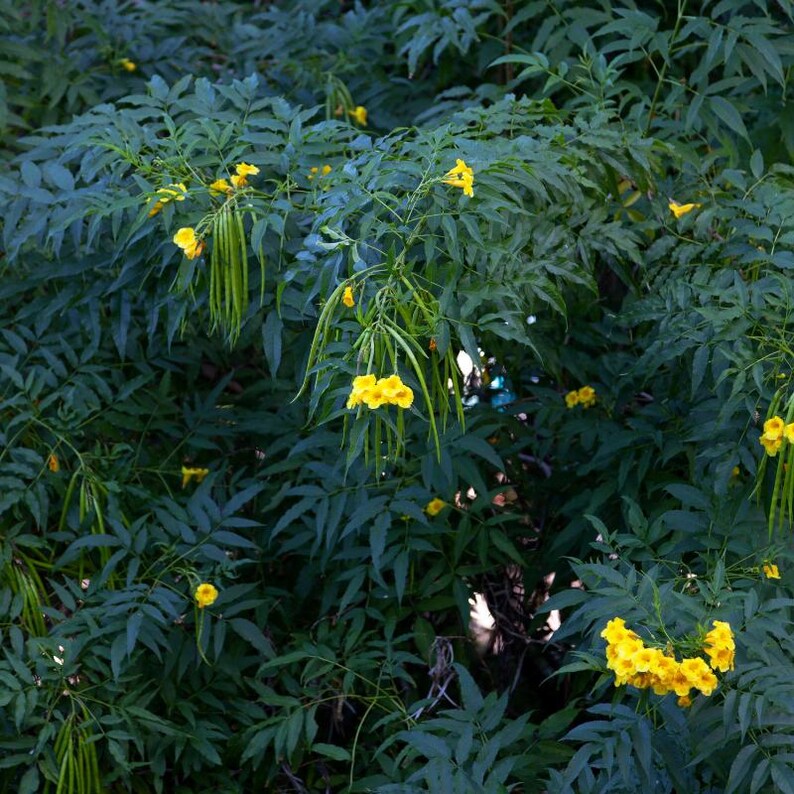 60-300 semi di sambuco giallo, Tecoma stans, campanule gialle, arbusto fiorito immagine 5