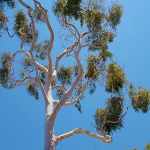 200+ River Red Gum Seeds, Eucalyptus camaldulensis, Shade Tree image 7