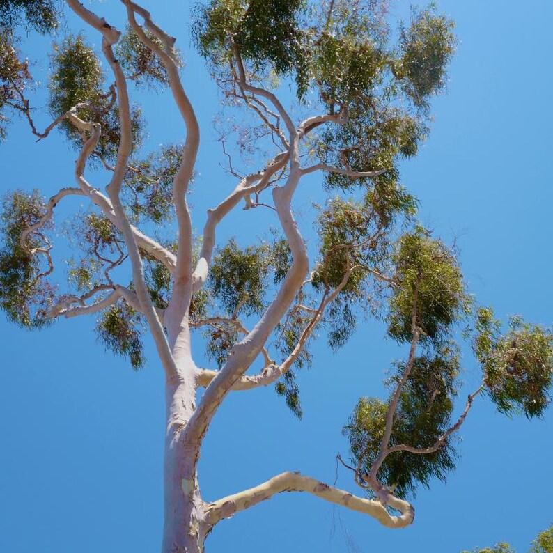 200+ River Red Gum Seeds, Eucalyptus camaldulensis, Shade Tree image 7