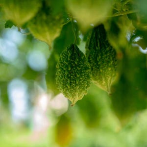15+ Bitter gourd Jaunpuri Seeds, Cucurbita, Pumpkins, gourds and melons image 8