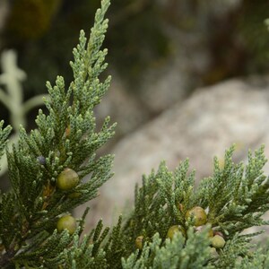 May include: A close-up of a juniper branch featuring dense, scale-like green needles and several small, round, light green and purple berries nestled among the foliage. The plant displays a textured, evergreen appearance with multiple stems.