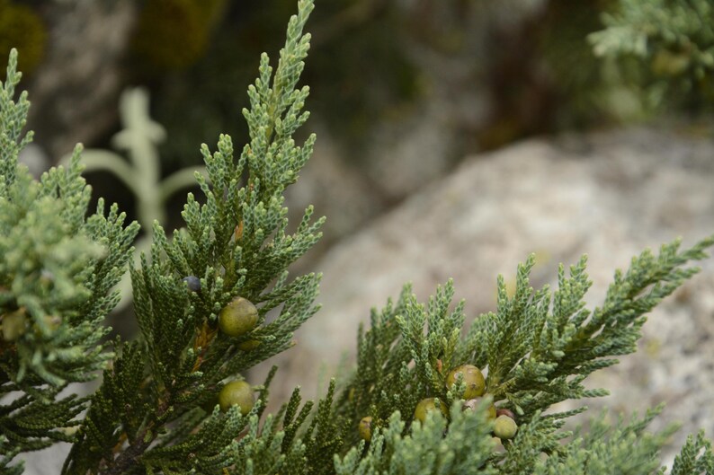 May include: A close-up of a juniper branch featuring dense, scale-like green needles and several small, round, light green and purple berries nestled among the foliage. The plant displays a textured, evergreen appearance with multiple stems.