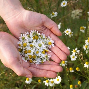 100-500 semillas de manzanilla, Matricaria chamomilla, manzanilla alemana, flores blancas imagen 5
