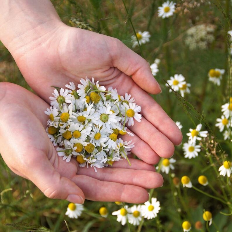 100-500 semillas de manzanilla, Matricaria chamomilla, manzanilla alemana, flores blancas imagen 5
