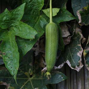 10+ lange groene ribbelpompoenzaden, Luffa acutangula, ribbelpompoen, Indiase groente afbeelding 12