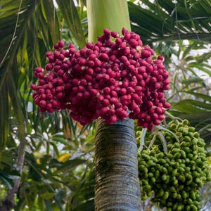 Puede incluir: Un racimo de nueces de areca ovaladas de color rojo intenso y vibrante cuelga del tronco de una palmera. Debajo del racimo rojo, se observa un grupo m&aacute;s peque&ntilde;o de nueces de areca inmaduras de color verde claro, unidas al mismo tronco gris&aacute;ceo.