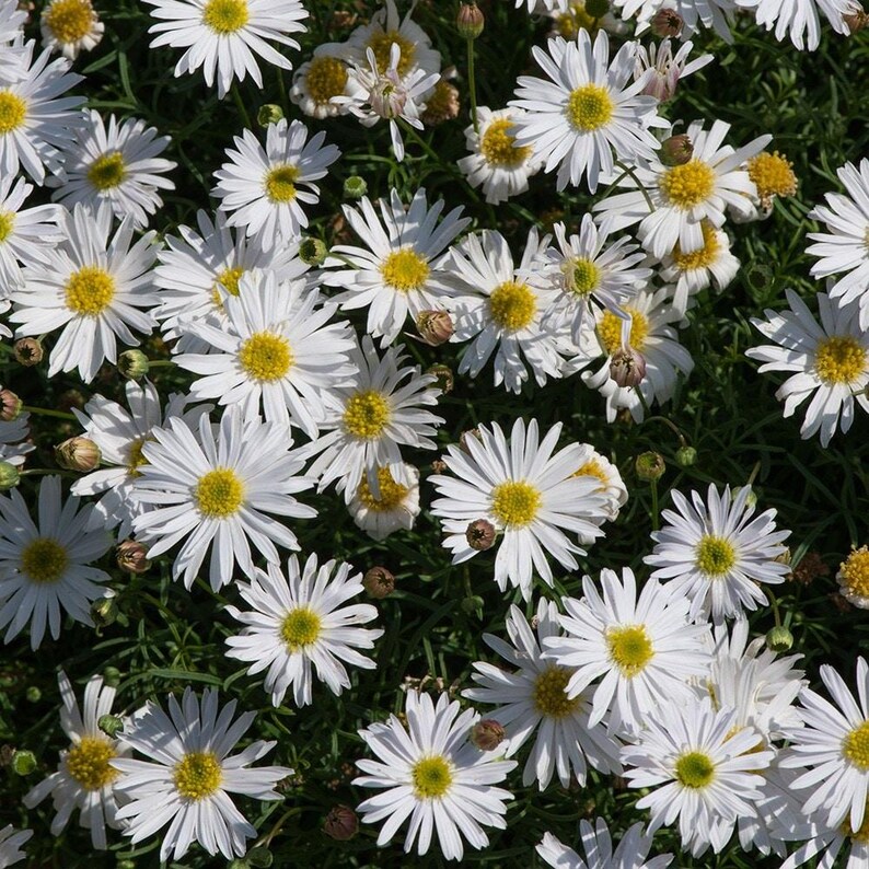 Peut inclure: Un groupe dense de fleurs de marguerites blanches aux centres jaune vif. Chaque fleur pr&eacute;sente de nombreux p&eacute;tales blancs fins rayonnant &agrave; partir d'un disque central jaune, entrem&ecirc;l&eacute;s de feuillage vert et de petits boutons floraux.