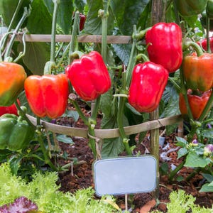 Más de 20 semillas de pimiento rojo dulce, Capsicum annuum, pimiento rojo, pimiento dulce suave. imagen 4