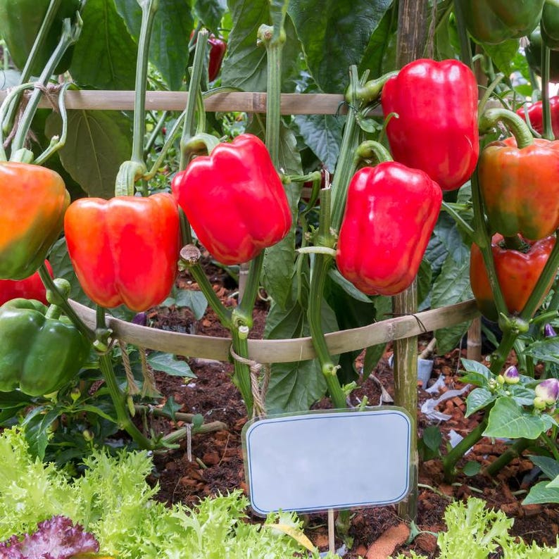 Más de 20 semillas de pimiento rojo dulce, Capsicum annuum, pimiento rojo, pimiento dulce suave. imagen 4