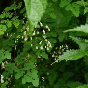20+ Thalictrum foliolosum Frön, Mamera, Lövängsruta, Skogsmarksperenn bild 8