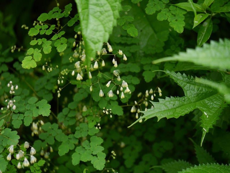 20+ Thalictrum foliolosum Frön, Mamera, Lövängsruta, Skogsmarksperenn bild 8